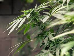 Marijuana Handlers Training and Certification