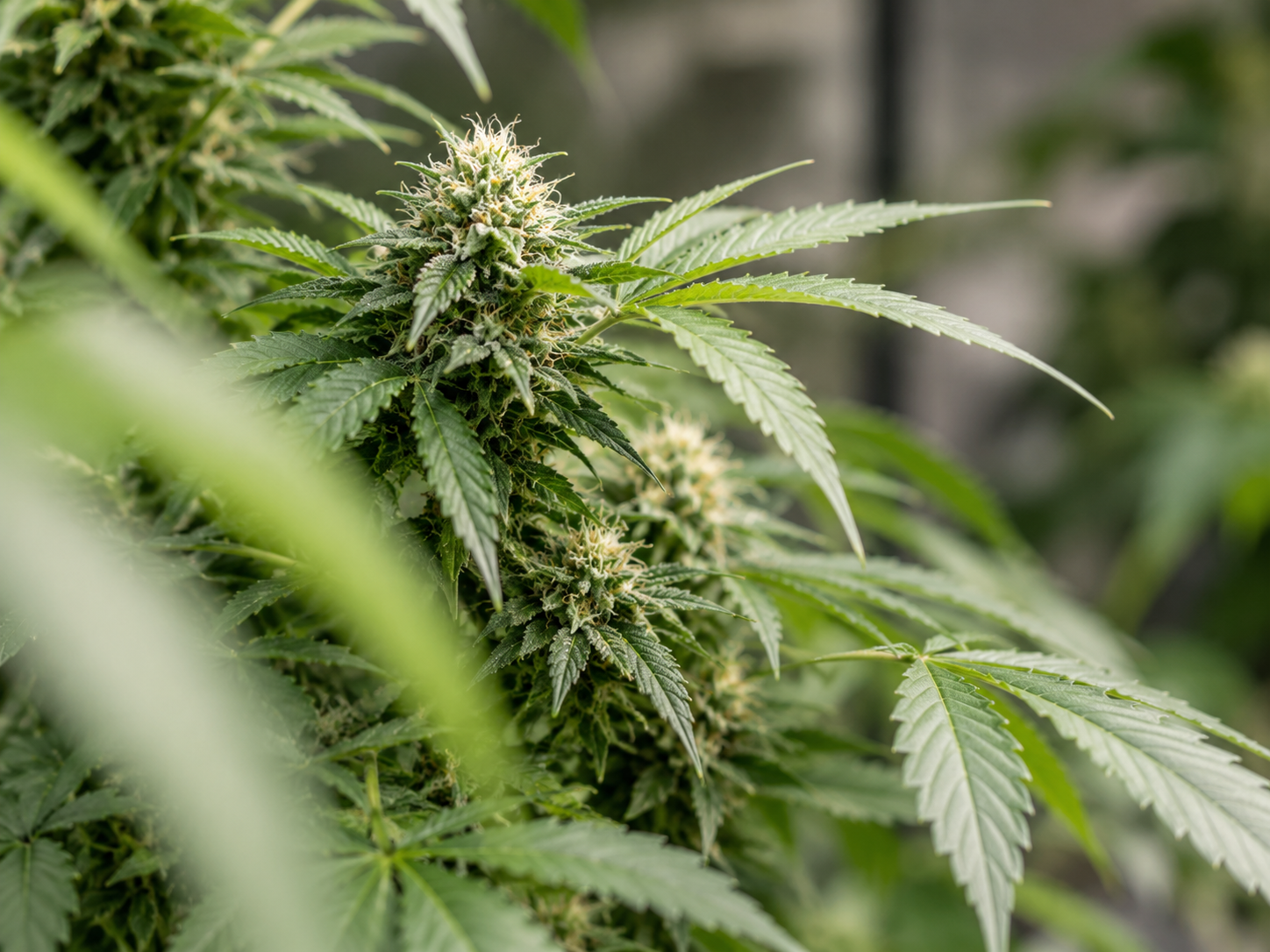 Marijuana Handlers Training and Certification